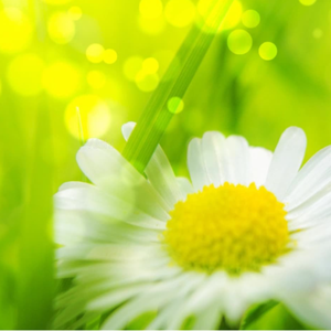 风间申美与子息777
