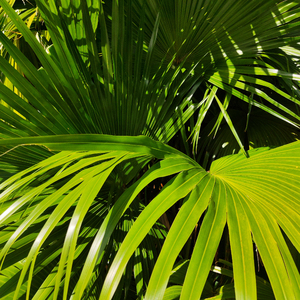 风间申美与子息777
